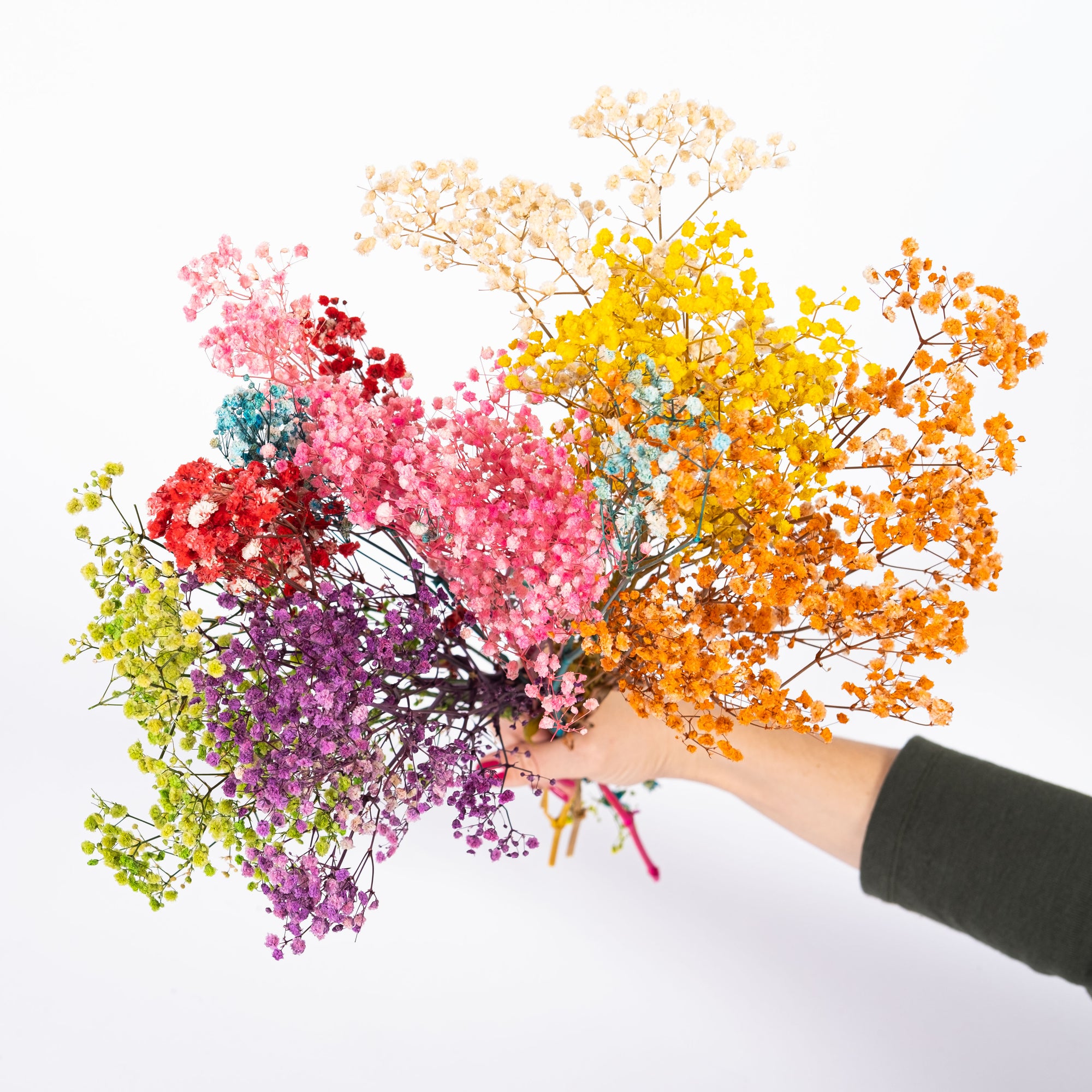 Baby's Breath / Gypsophila
