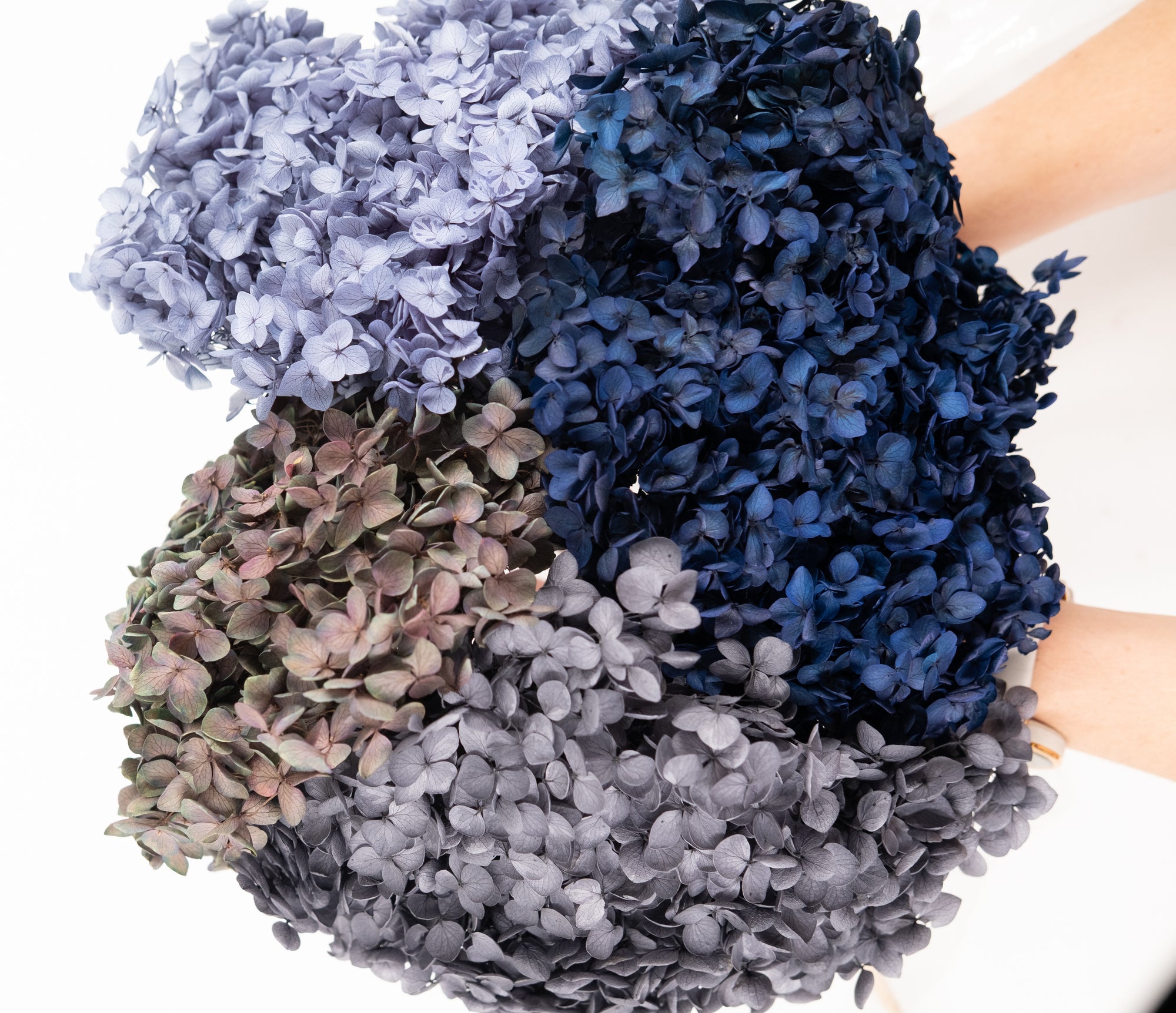 Preserved Hydrangeas