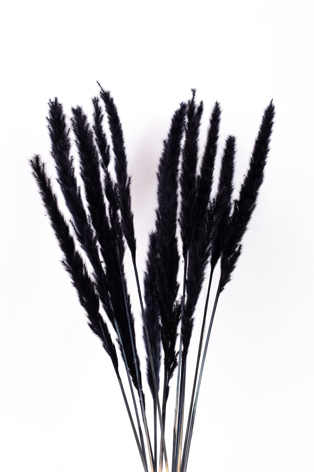 Black Mini Pampas