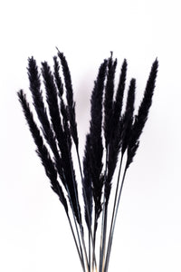 Black Mini Pampas