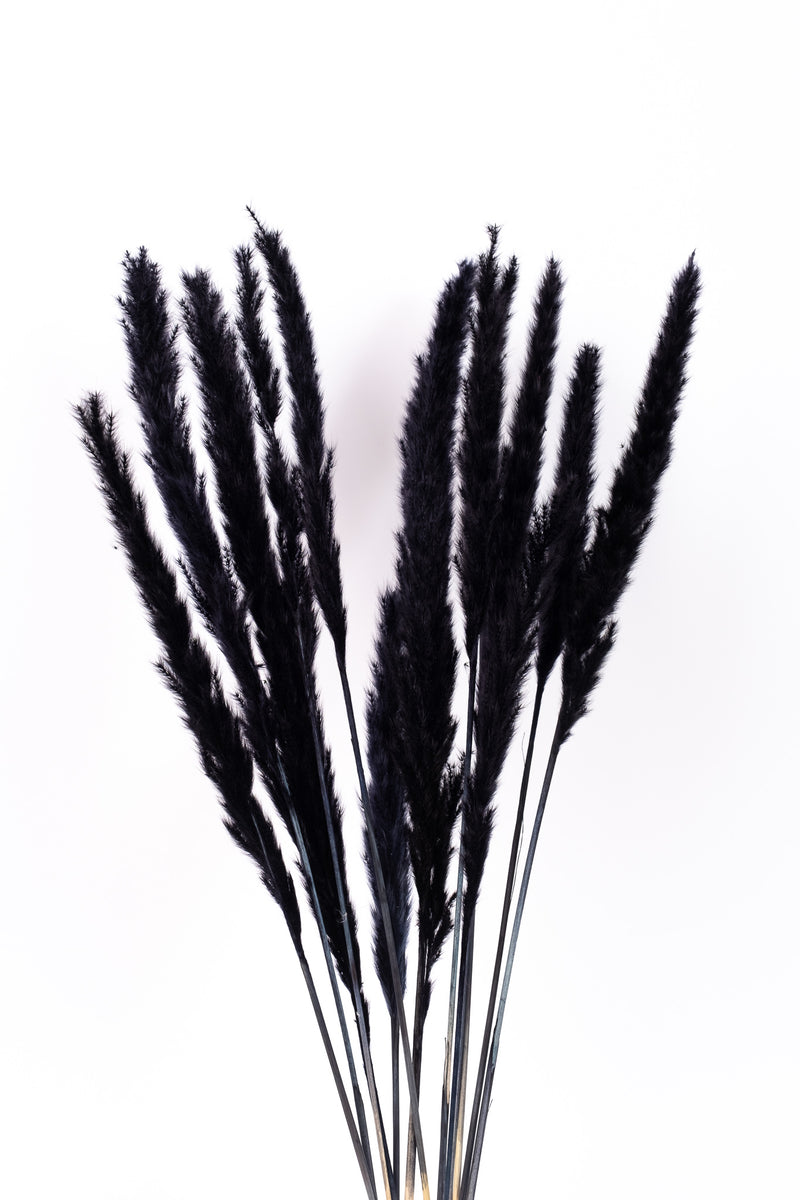 Black Mini Pampas