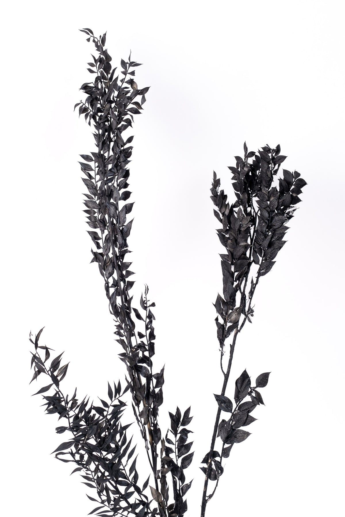 Black Italian Ruscus
