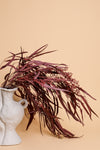 Burgundy Seeded Gum (Pennygum)