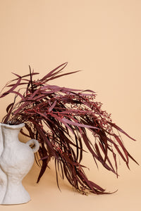 Burgundy Seeded Gum (Pennygum)
