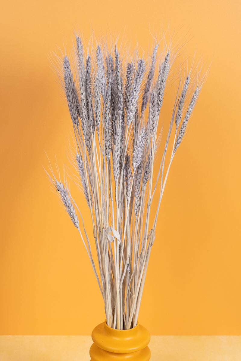 Soft Grey Wheat