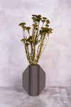 Moss Green Klaas Louw