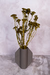 Moss Green Klaas Louw