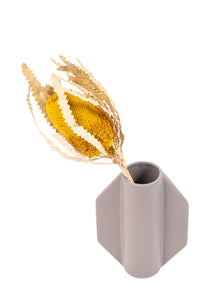 Yellow Banksia