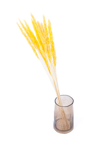 Yellow Mini Pampas