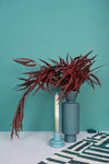 Burgundy Seeded Gum (Pennygum)
