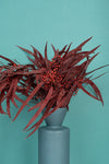 Burgundy Seeded Gum (Pennygum)