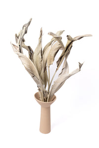 Earthy Green Strelitzia (Bird of Paradise)