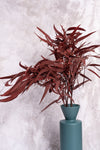 Burgundy Seeded Gum (Pennygum)