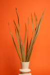Ochre Snake Leaves (Per Bunch)