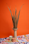 Natural Snake Leaves (Per Bunch)
