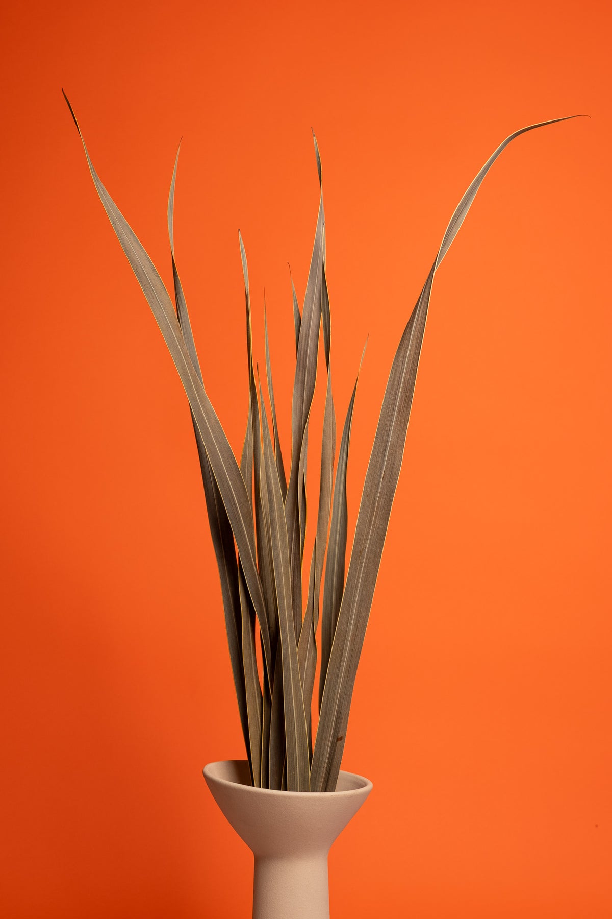 Natural Snake Leaves (Per Bunch)
