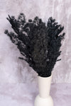 Black Ming Fern