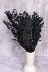 Black Ming Fern
