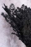 Black Ming Fern