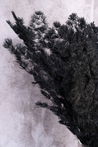 Black Ming Fern