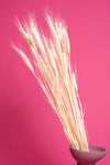 Bleached Wheat