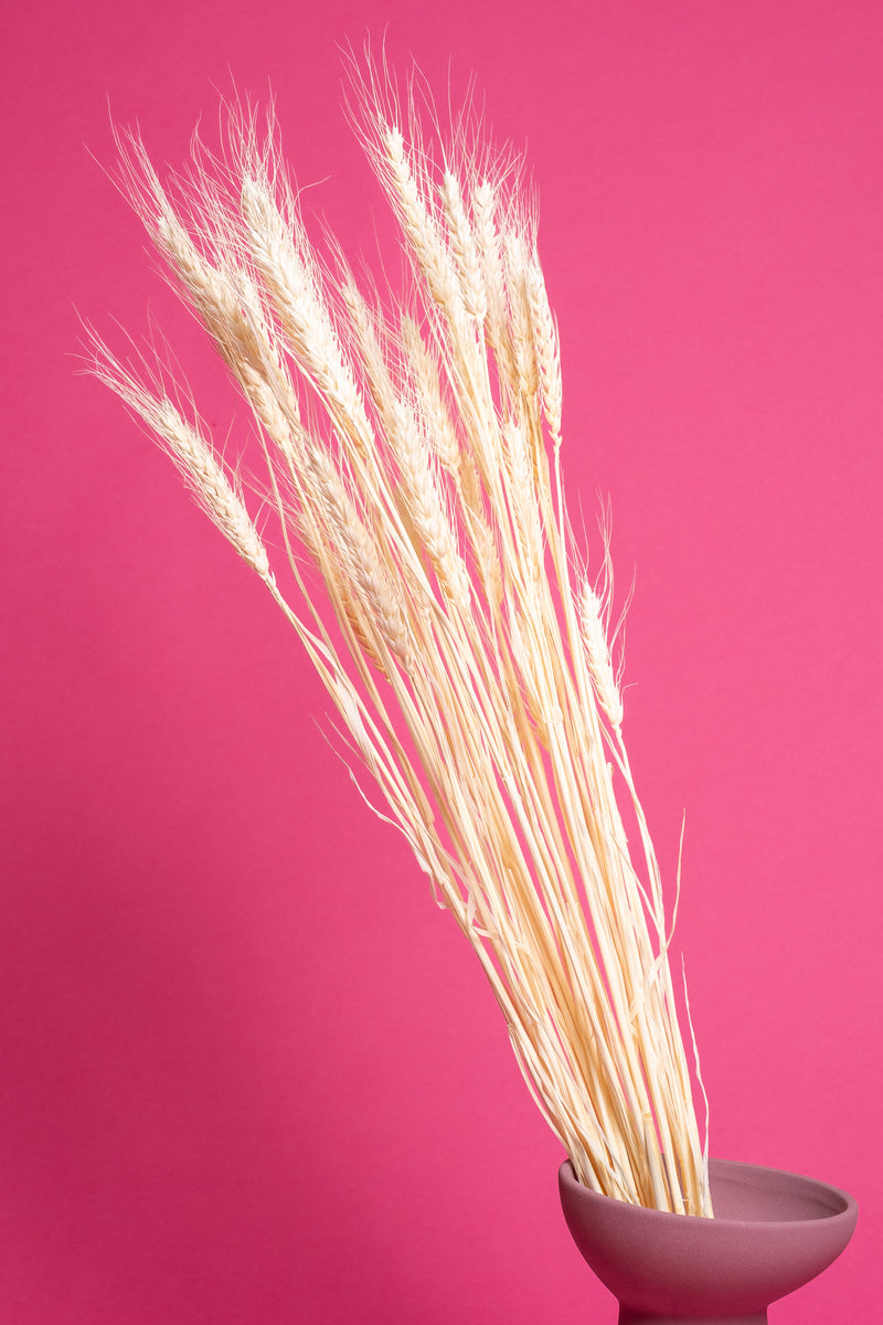 Bleached Wheat
