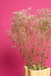 Preserved Baby's Breath / Gypsophila
