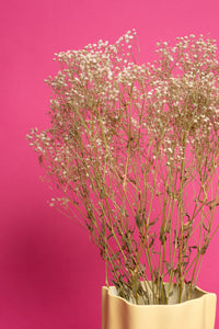 Preserved Baby's Breath / Gypsophila