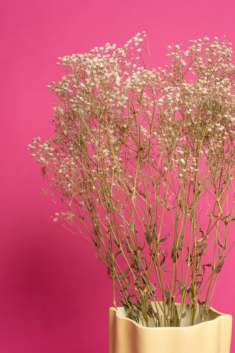 Preserved Baby's Breath / Gypsophila