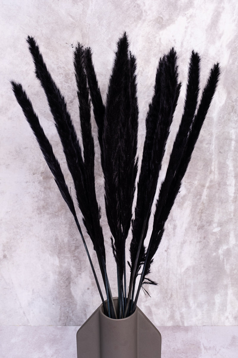 Black Mini Pampas