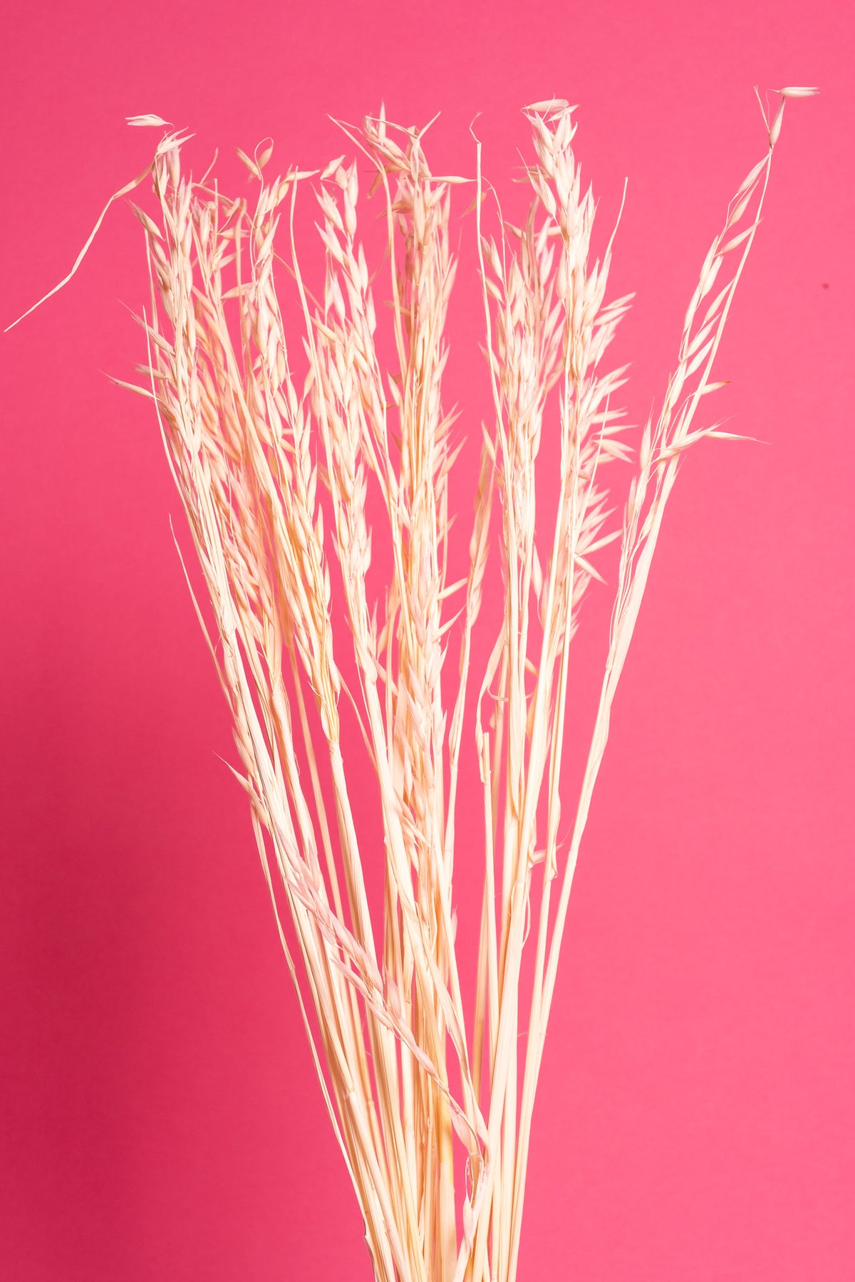 Light Pink Oat Flower