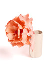 Soft Coral Pink Hakea Victoria