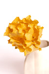Yellow Hakea Victoria