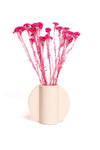 Pink Klaas Louw