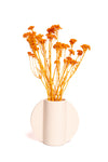 Orange Klaas Louw