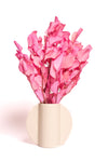 Pink Populus