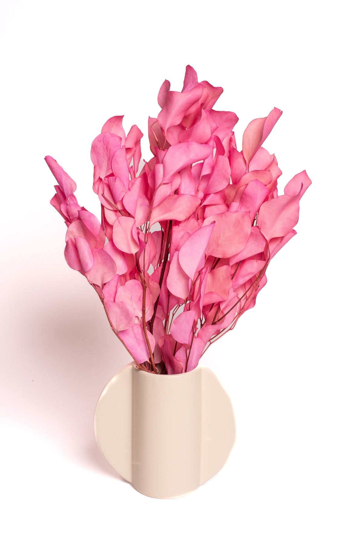 Pink Populus