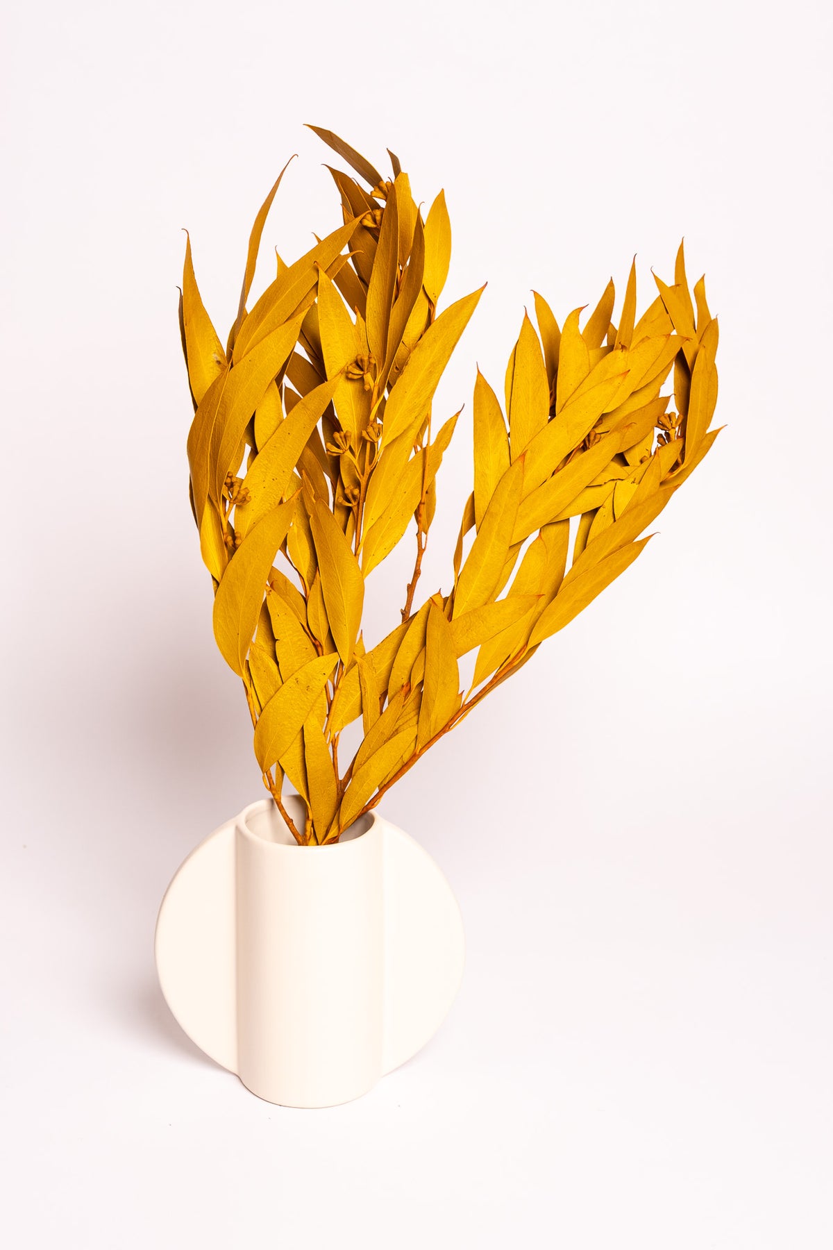 Ochre Seeded Willow
