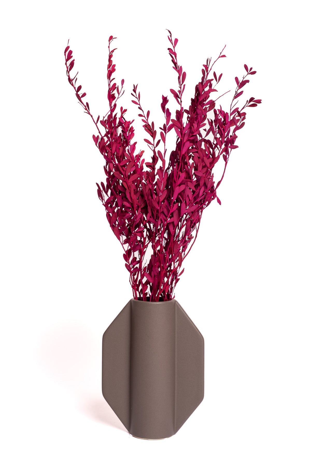 Maroon Myrtle