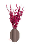 Maroon Myrtle