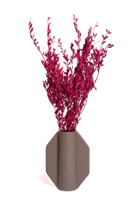 Maroon Myrtle