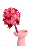 Fuchsia Pink Hakea Victoria