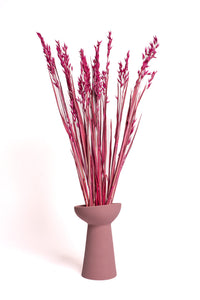 Maroon Oat Flower