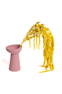 Mustard Yellow Amaranthus
