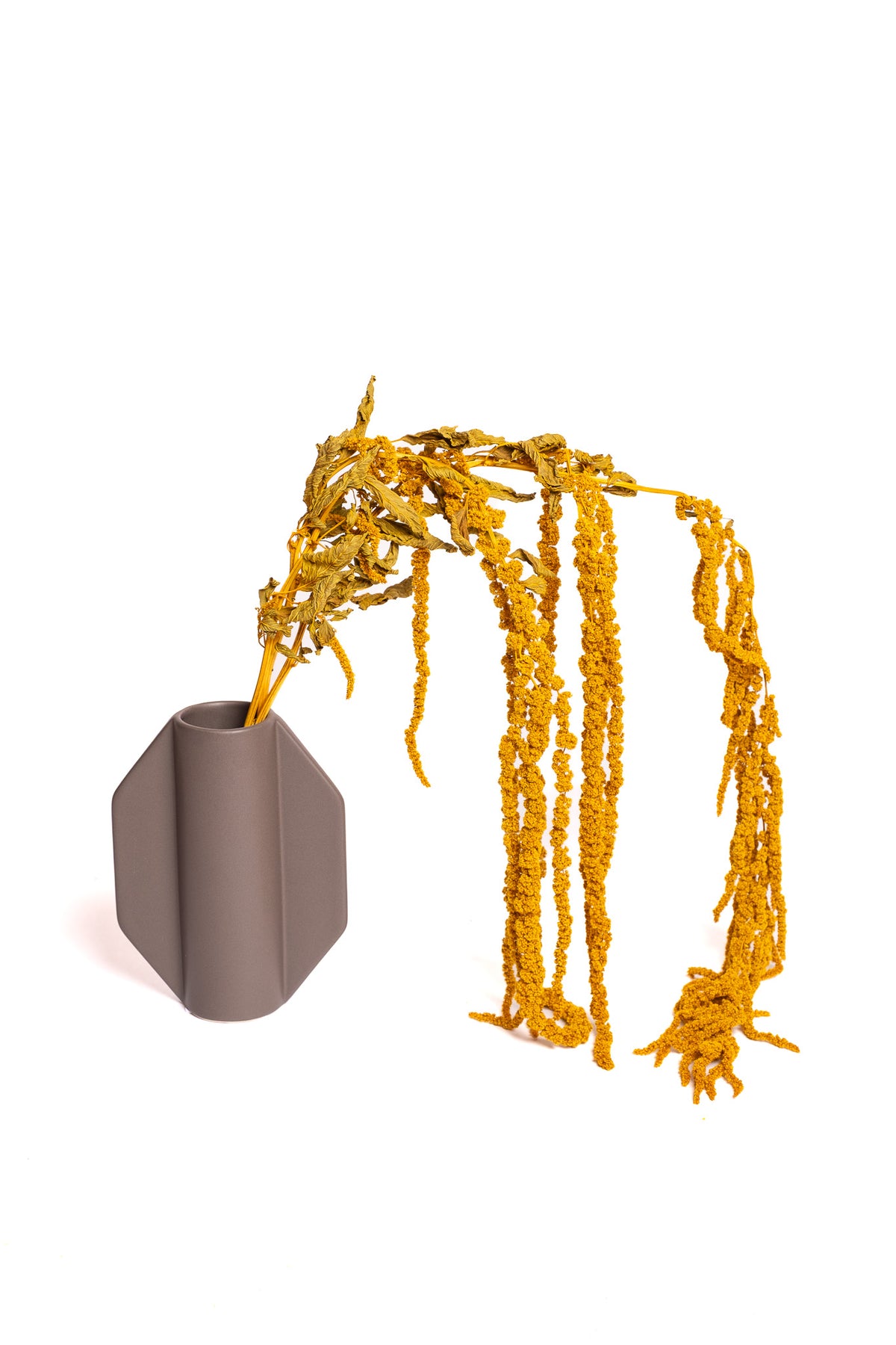 Rust Amaranthus