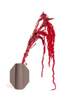 Burgundy Amaranthus