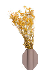 Rust Baby's Breath / Gypsophila