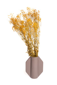 Rust Baby's Breath / Gypsophila