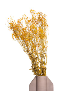 Rust Baby's Breath / Gypsophila