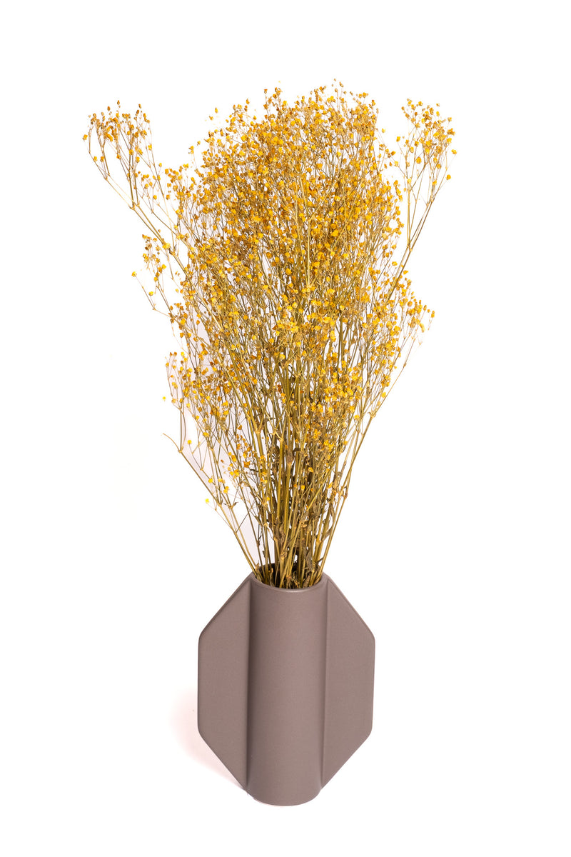 Mustard Yellow Baby's Breath / Gypsophila